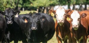 Beef grazing