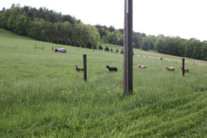 Opdyke Family farm 3