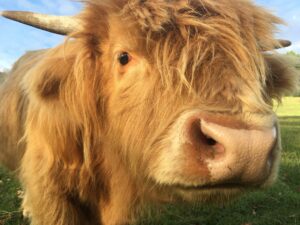 Opdyke Farm 3