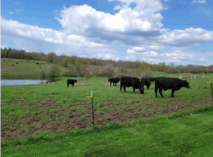 Orinoco Cattle 5