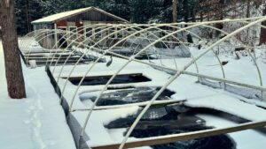 skytop Springs fish farm 6