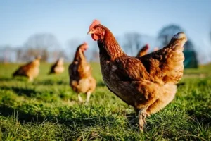 tenfold chicken