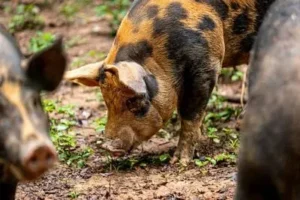 tenfold pig