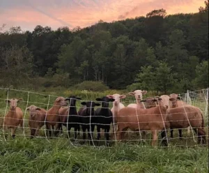 tenfold sheep