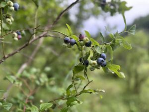 VAn Meter Family Farms 3