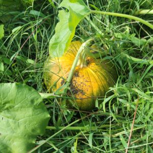 Van Meter Family Farm 7
