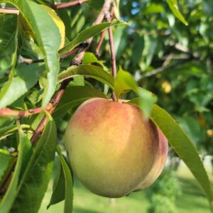 Van Meter Family Farm 8