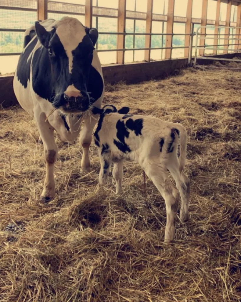 Albano Farms