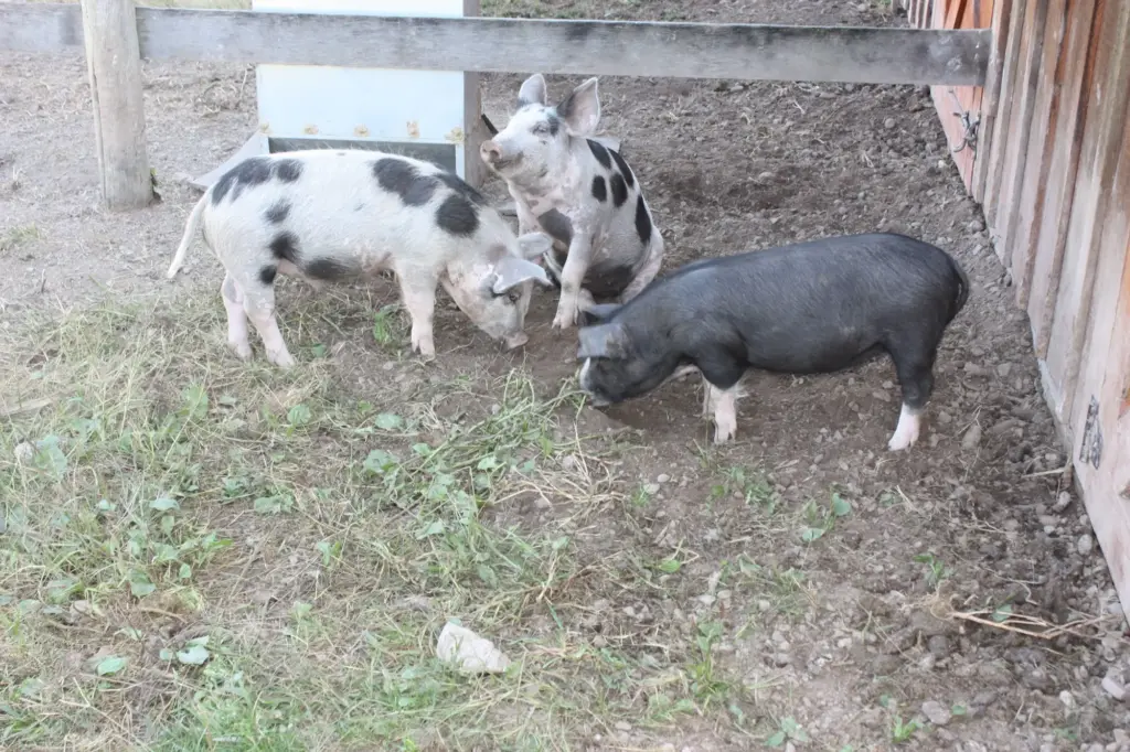 Opdyke Family Farm
