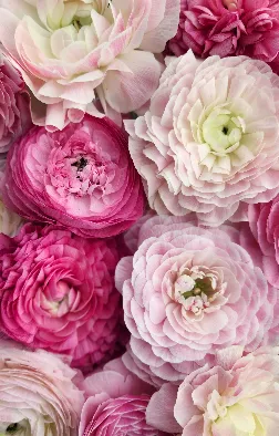 Roses Brook Blooms