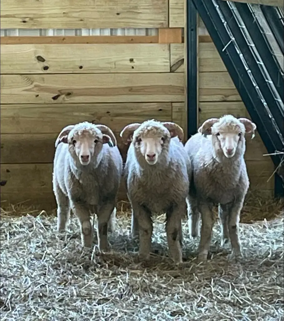 SaJoBe Farms