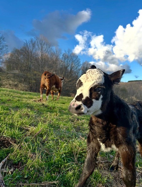 Sol Latus Livestock Company